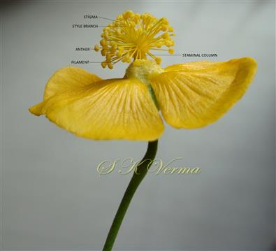  Flower (Lateral view)